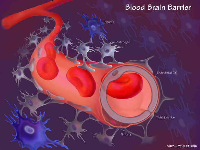 blood brain barrier